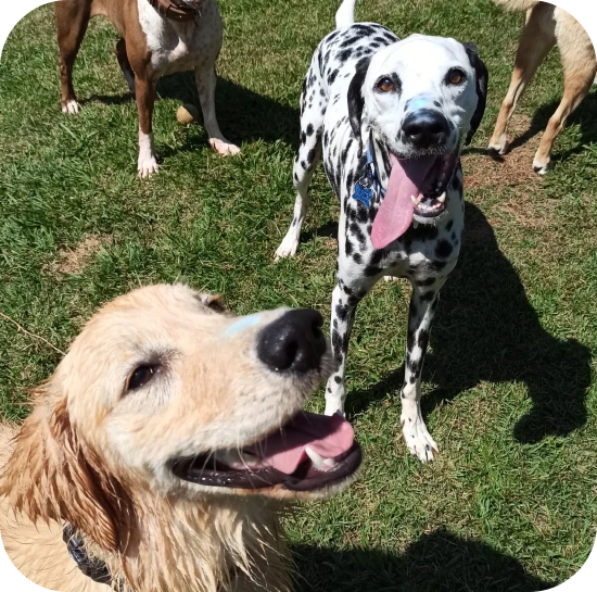 espaço dom pet resort, hotel para cachorro