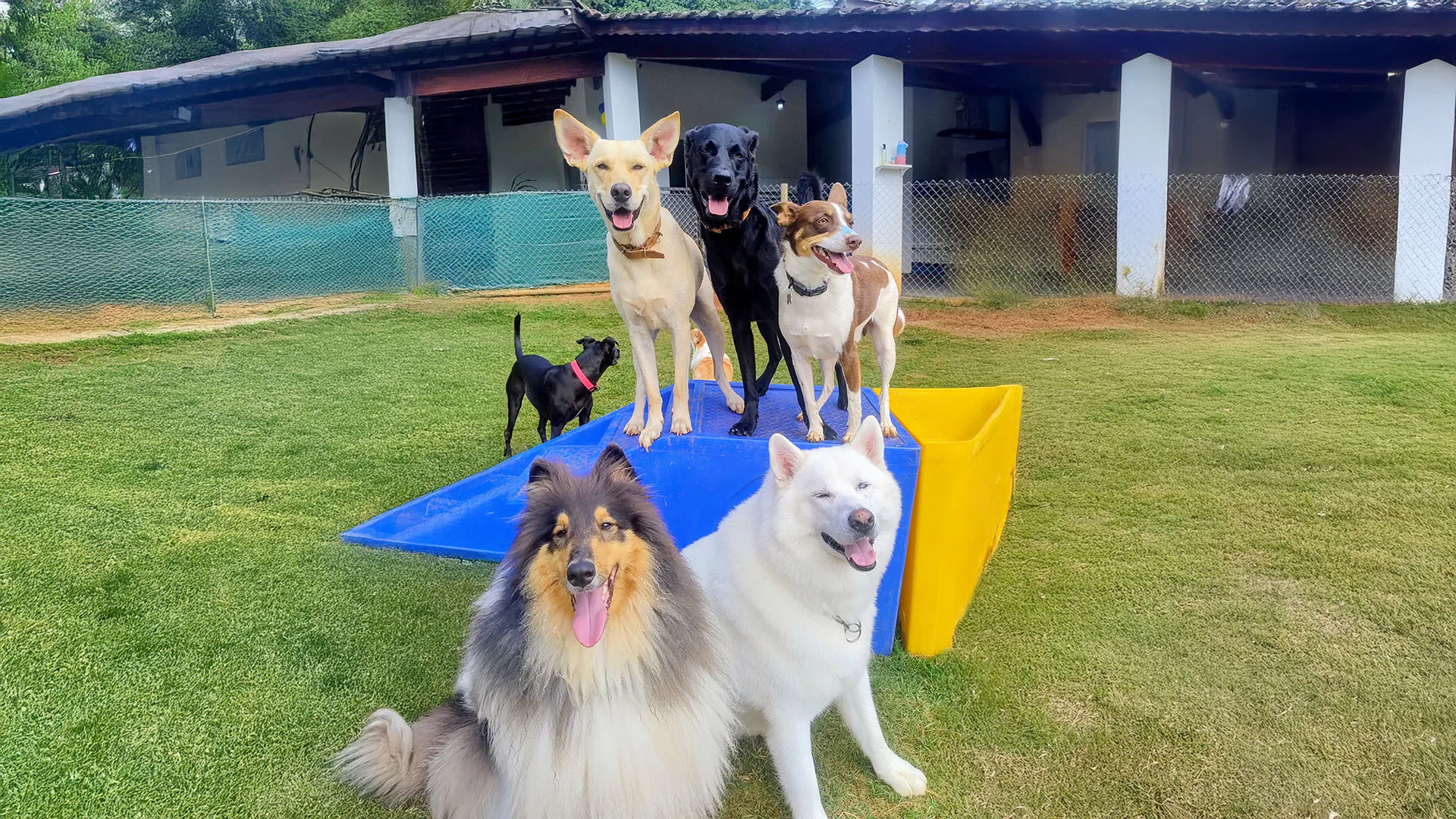 espaço dom pet resort, hotel para cachorro